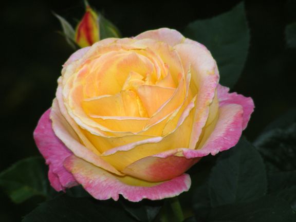 Bella Roma photo br2014_06170057_zps4acd6f32.jpg